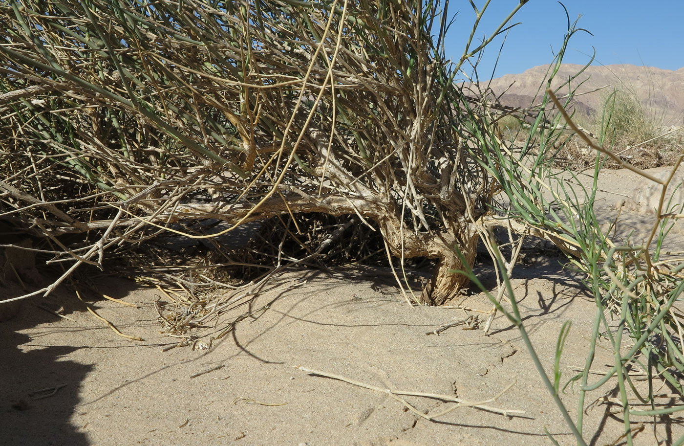 Image of Deverra triradiata specimen.