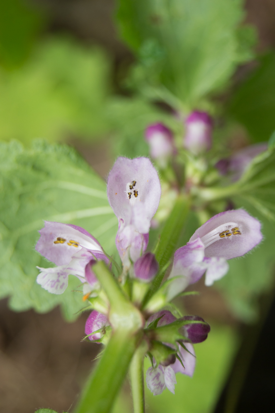 Image of Lamium maculatum specimen.