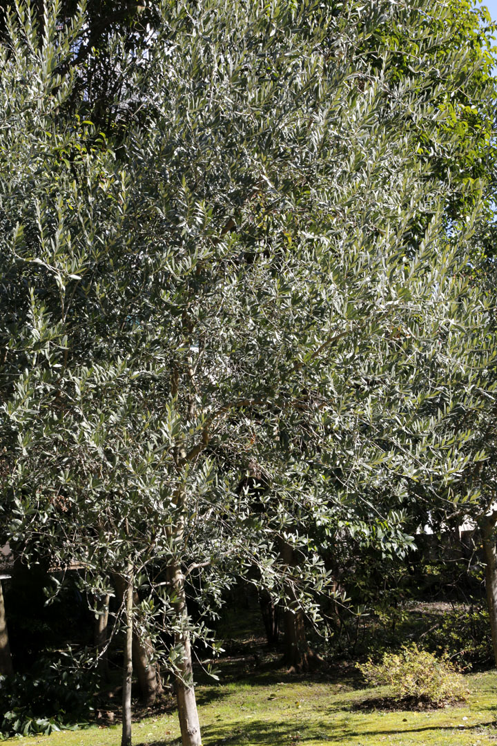 Image of Olea europaea specimen.