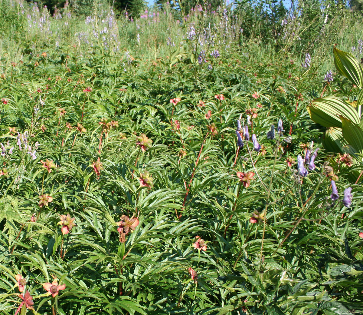 Image of Paeonia anomala specimen.