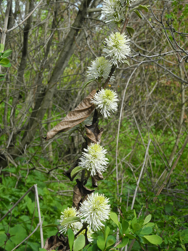 Image of Fothergilla gardenii specimen.