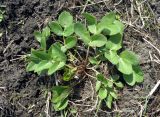 Смотреть изображение Macroselinum latifolium