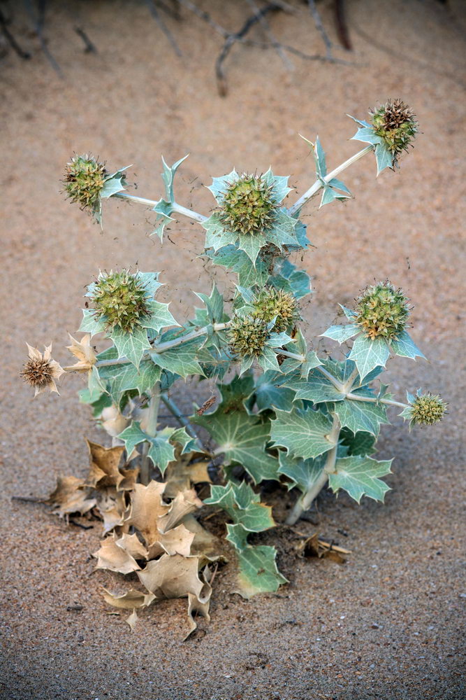 Изображение особи Eryngium maritimum.