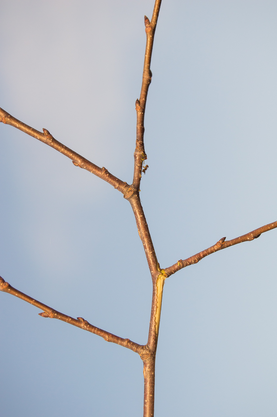 Изображение особи Ulmus laevis.