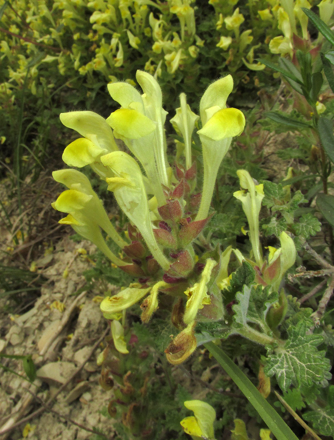 Image of Scutellaria novorossica specimen.