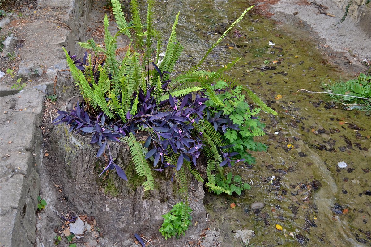 Image of Tradescantia pallida specimen.