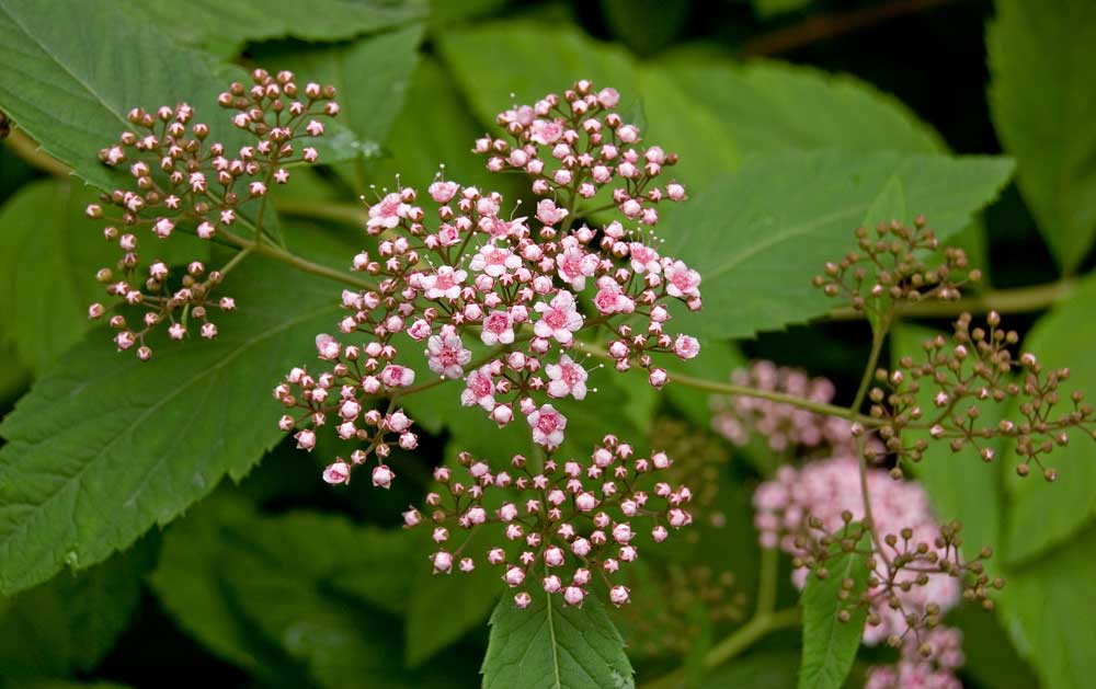 Image of Spiraea japonica specimen.