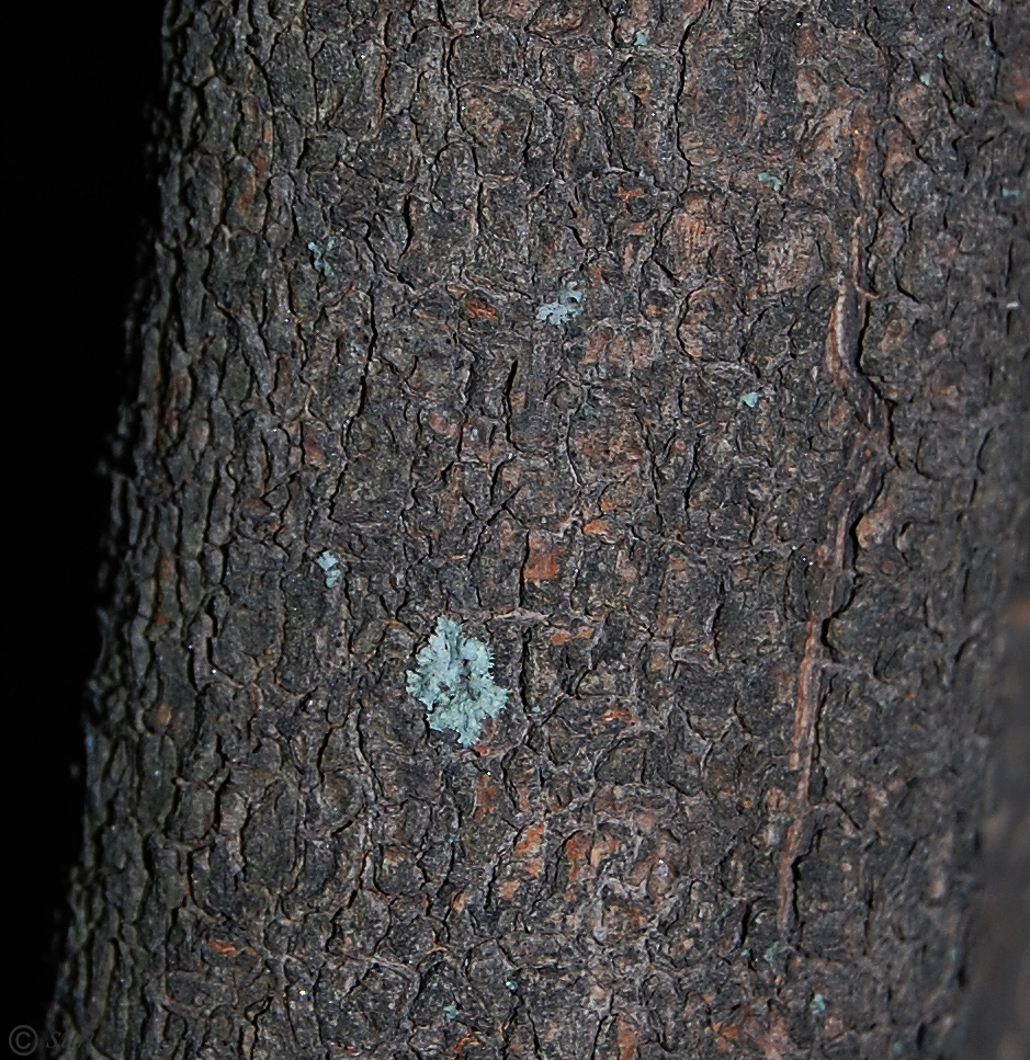 Image of Viburnum lantana specimen.