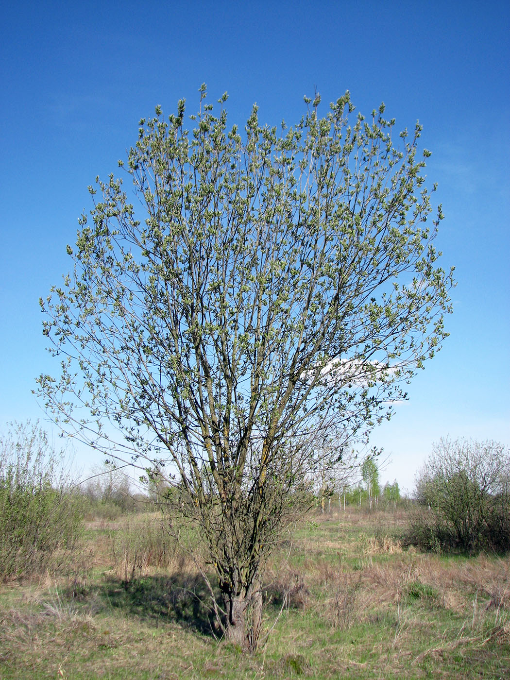 Image of genus Salix specimen.