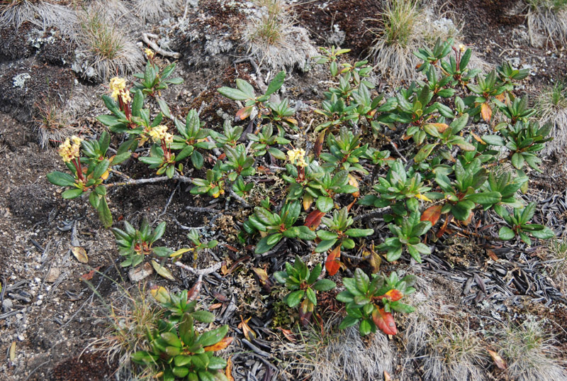 Изображение особи Rhododendron aureum.