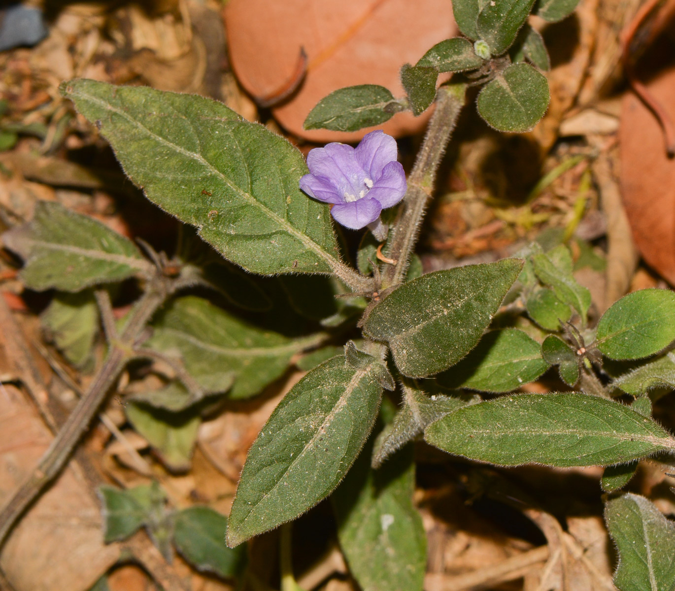 Image of Ruellia prostrata specimen.