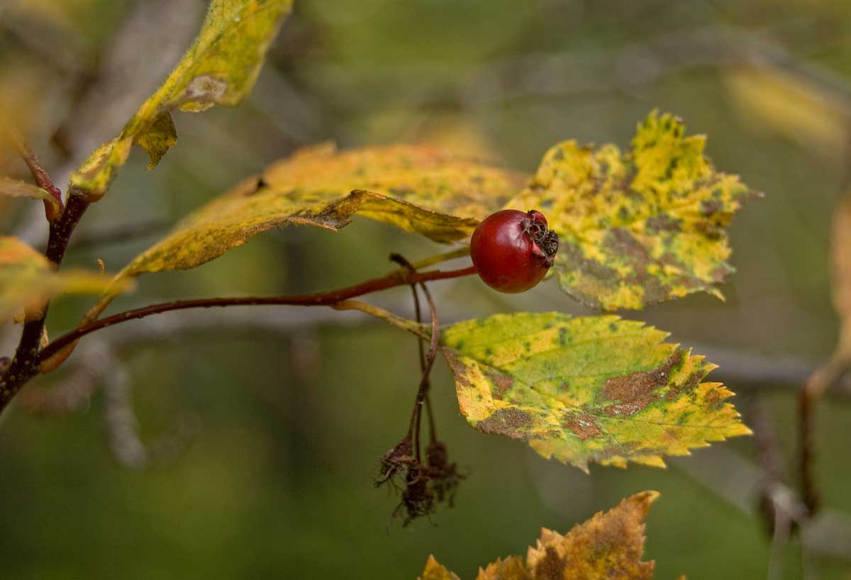 Image of Crataegus sanguinea specimen.