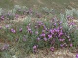 Astragalus subuliformis. Цветущие растения. ЮВ Крым, хр. Биюк-Янышар, гора Джан-Куторан. 30 апреля 2010 г.