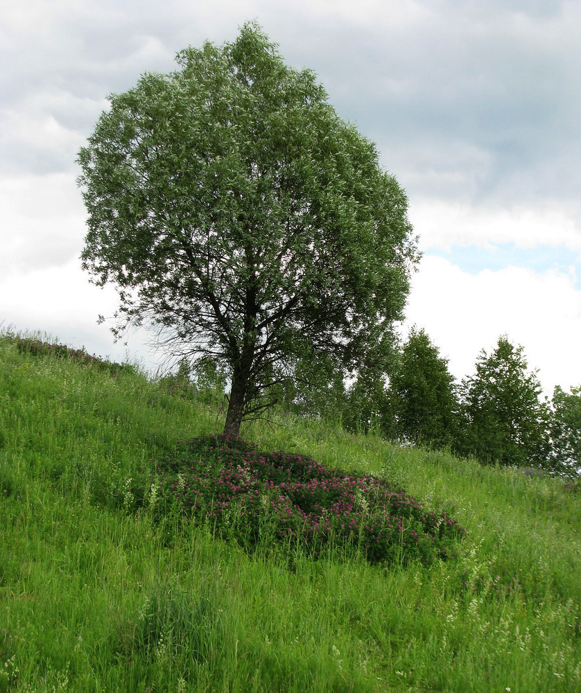 Изображение особи Trifolium medium.