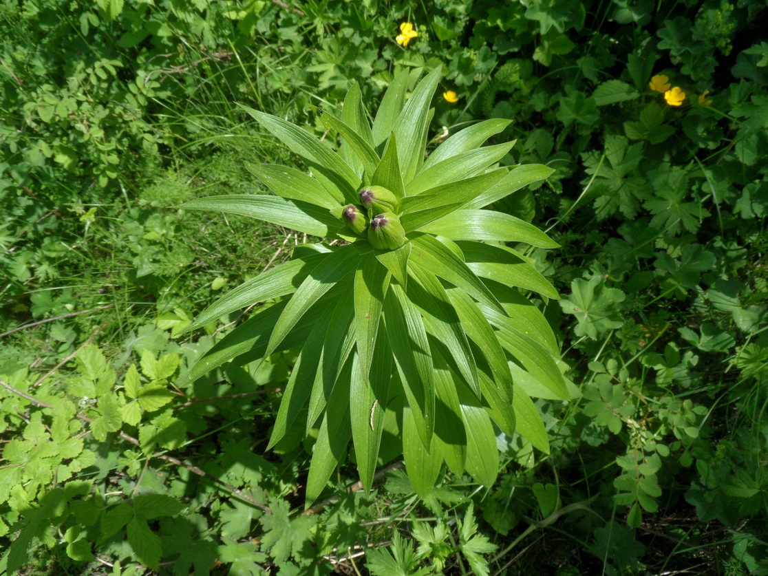 Изображение особи Lilium monadelphum.