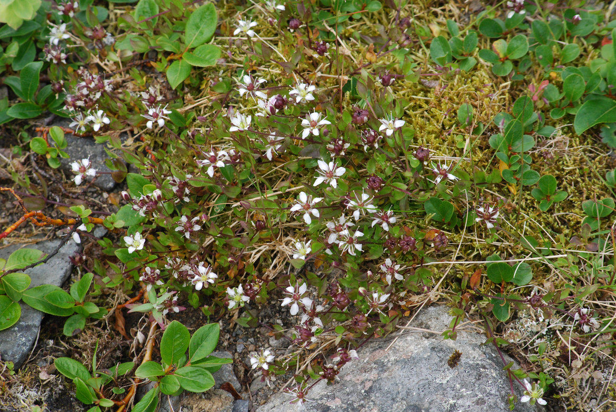 Изображение особи Wilhelmsia physodes.