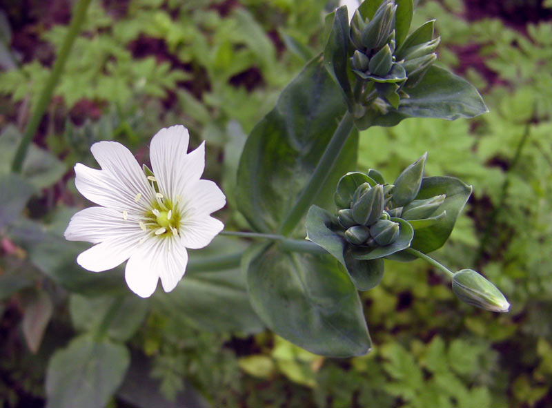 Image of Cerastium davuricum specimen.