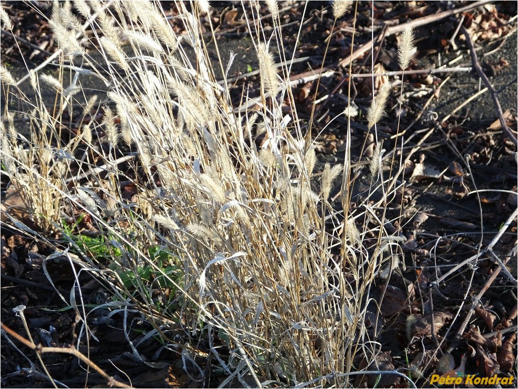 Image of genus Setaria specimen.