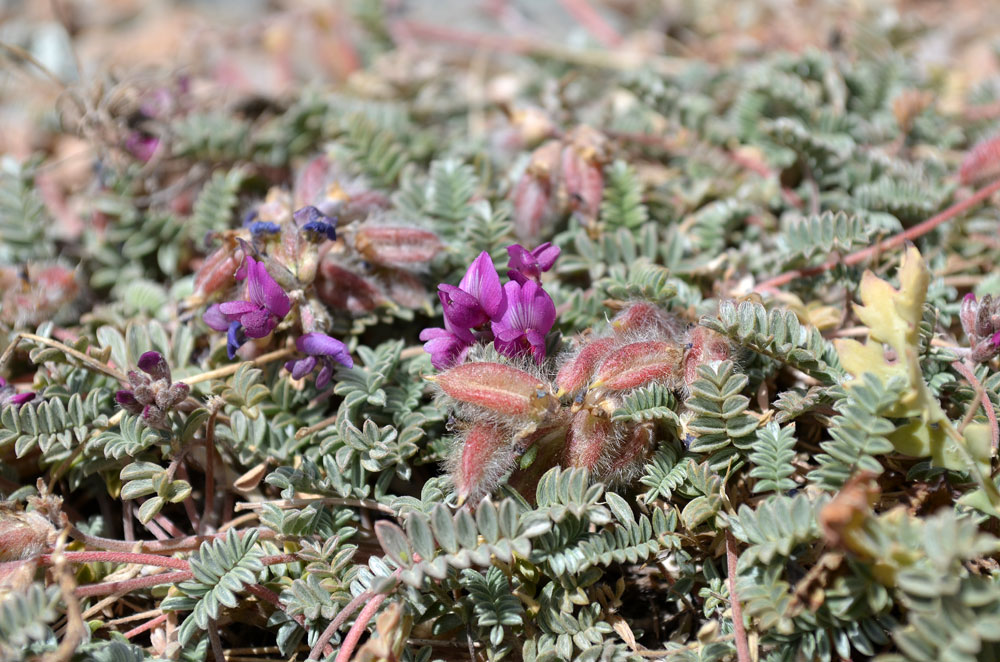 Image of genus Oxytropis specimen.