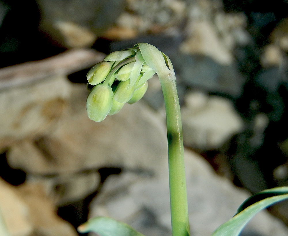 Image of Oberna crispata specimen.