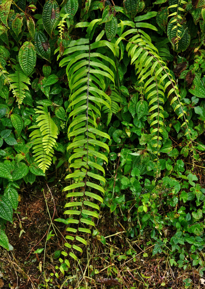 Image of Goniophlebium percussum specimen.