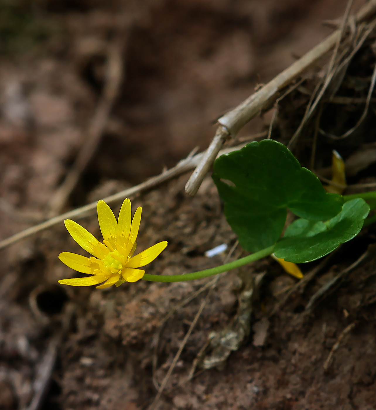 Image of Ficaria verna specimen.