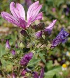 Malva sylvestris