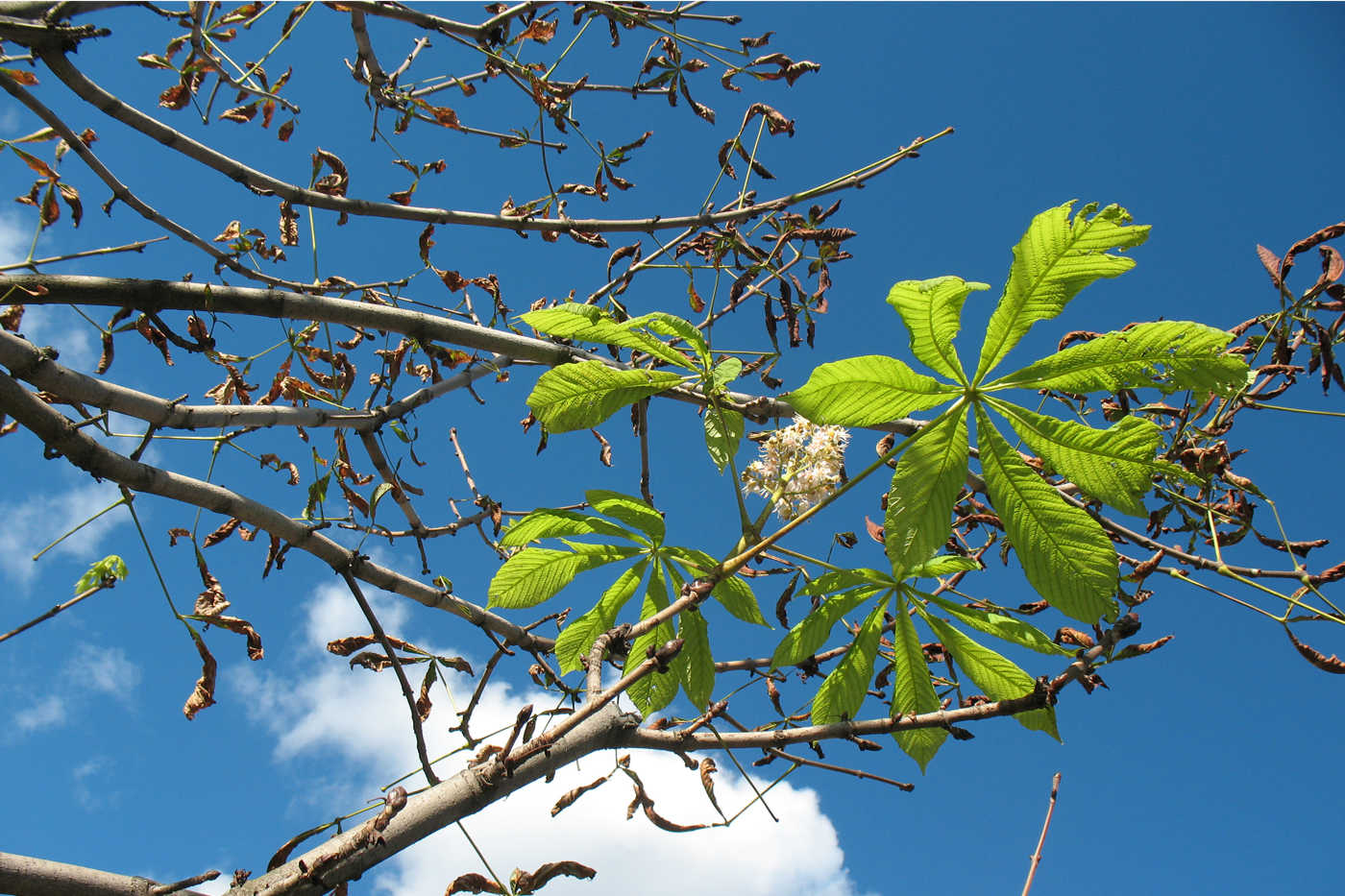 Image of Aesculus hippocastanum specimen.