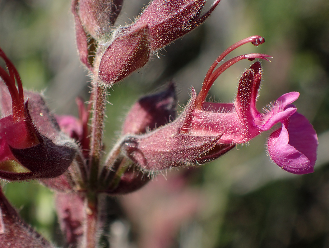 Image of Teucrium divaricatum specimen.