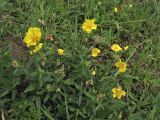 Helianthemum ovatum. Цветущее растение. Украина, Львов, ландшафтный парк \"Знесенье\", луговой склон. 30 мая 2009 г.