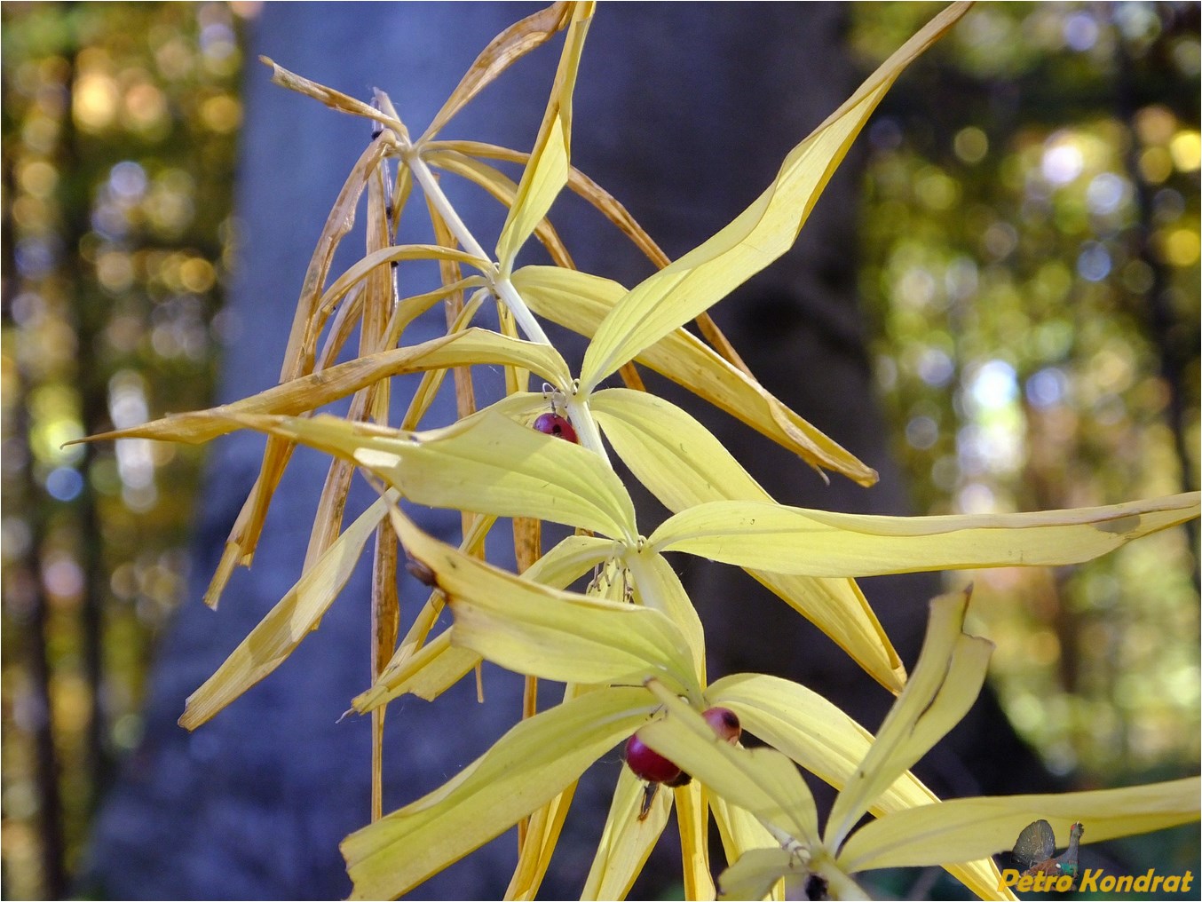 Image of Polygonatum verticillatum specimen.