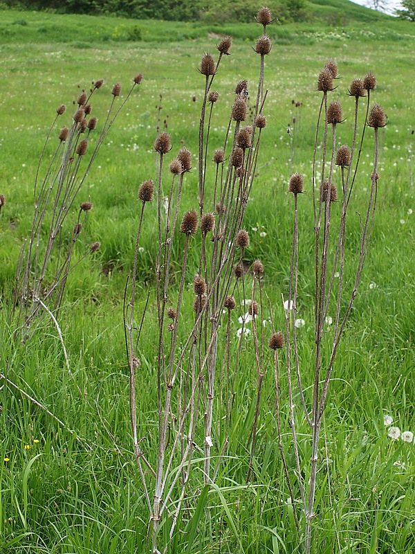 Изображение особи Dipsacus laciniatus.