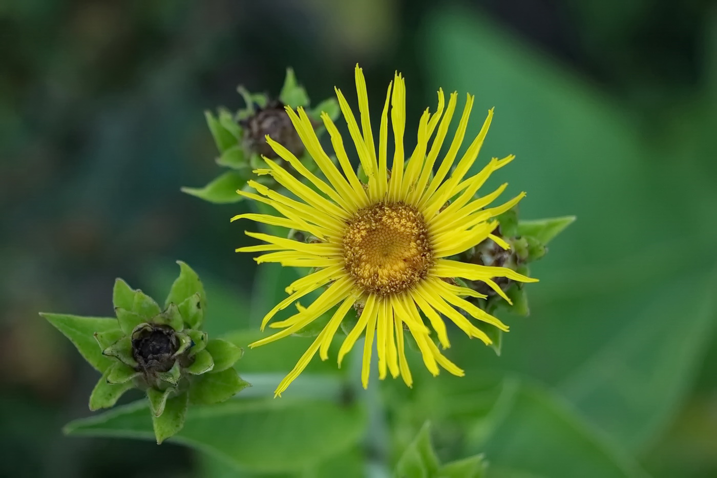 Изображение особи Inula helenium.