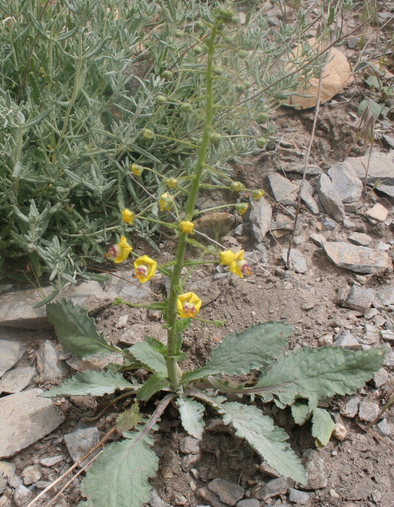 Изображение особи Verbascum flavidum.