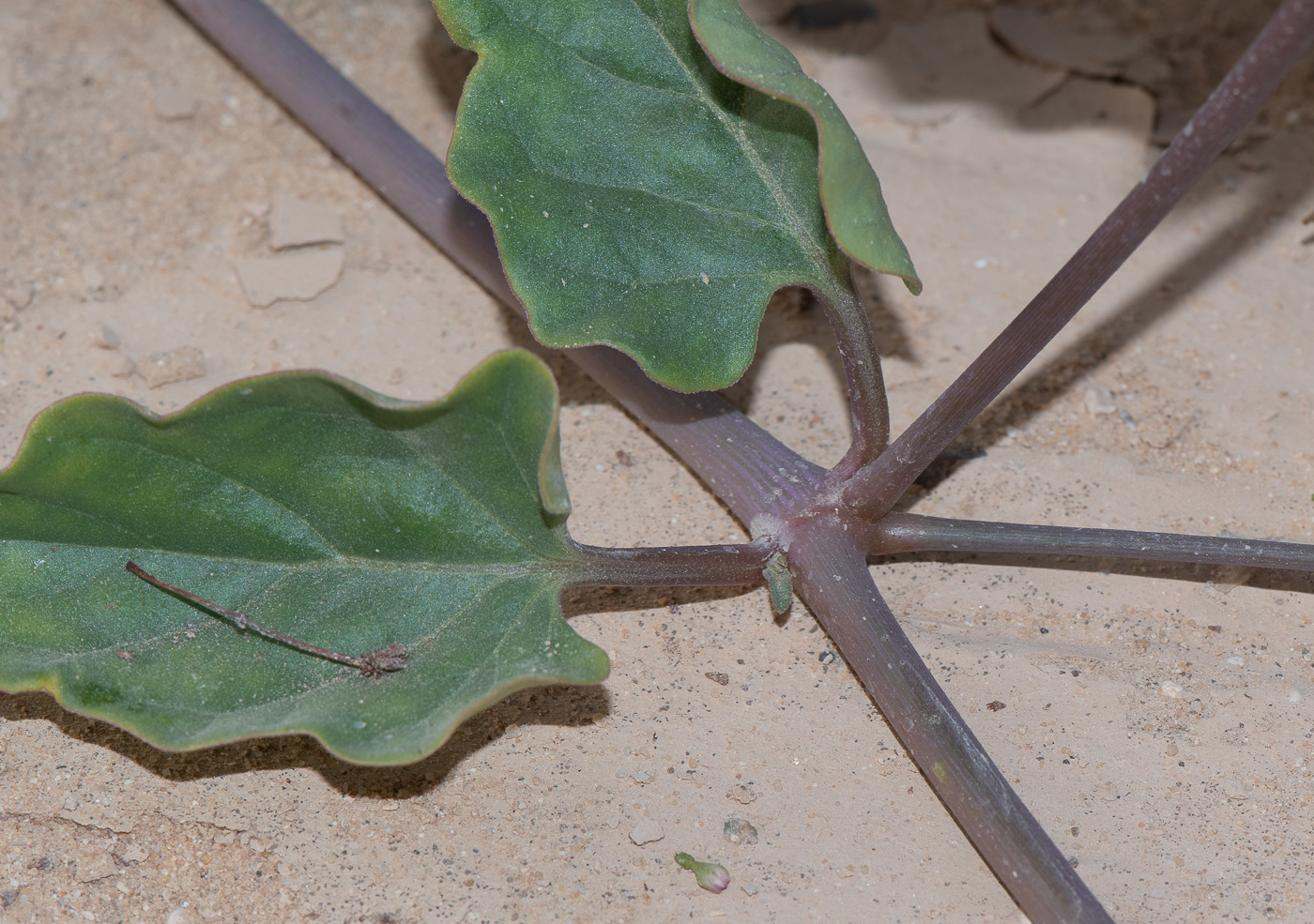 Image of Commicarpus helenae specimen.