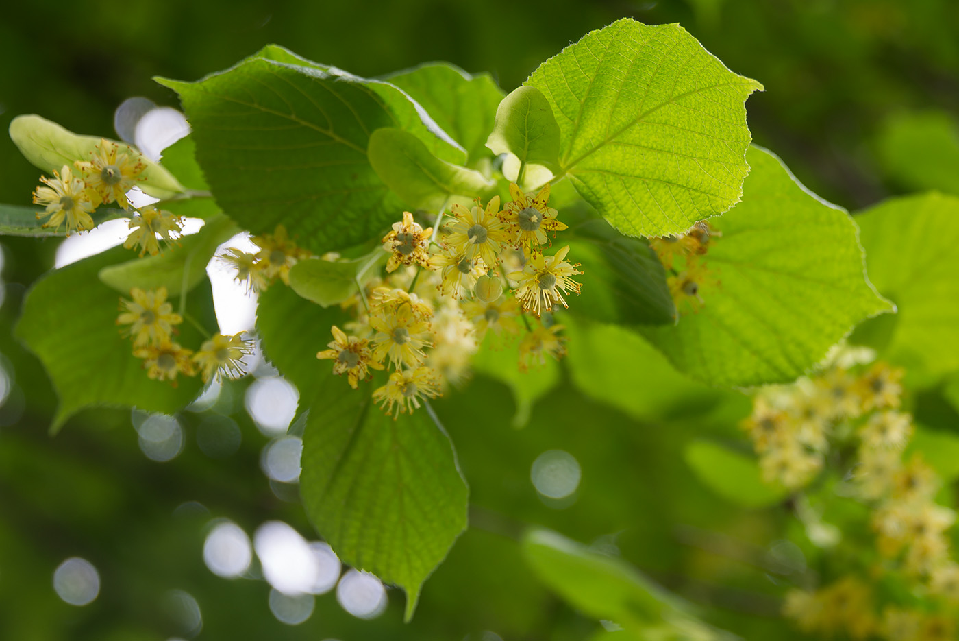 Image of Tilia platyphyllos specimen.