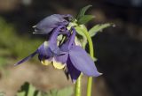 Aquilegia flabellata. Верхушка побега с цветком и бутоном. Костромская обл., Судиславский р-н, дер. Антипино, в культуре (происхождение - Сахалинская обл., Томаринский р-н). 12.05.2019.