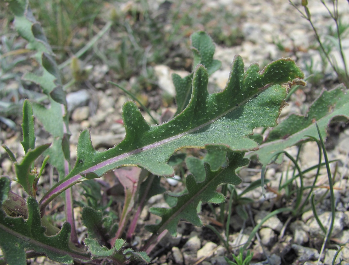 Изображение особи семейство Brassicaceae.