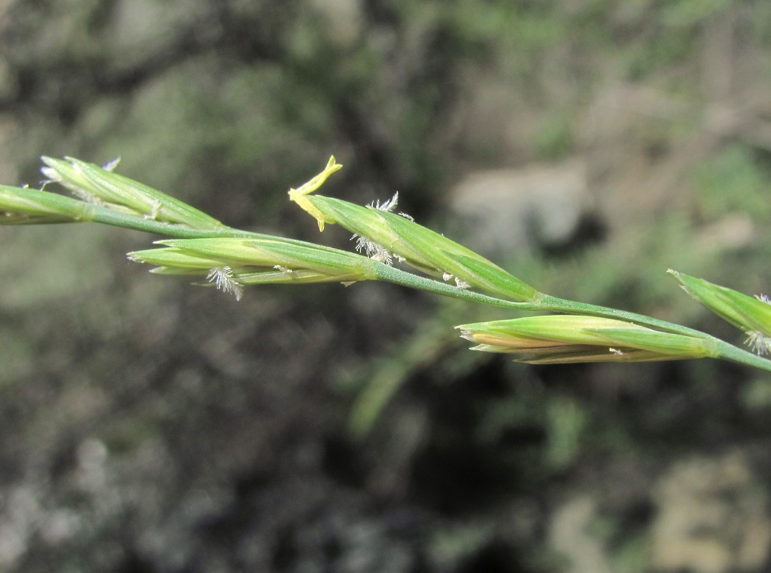 Изображение особи Elytrigia gracillima.