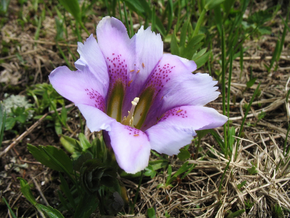 Изображение особи Gentiana grandiflora.