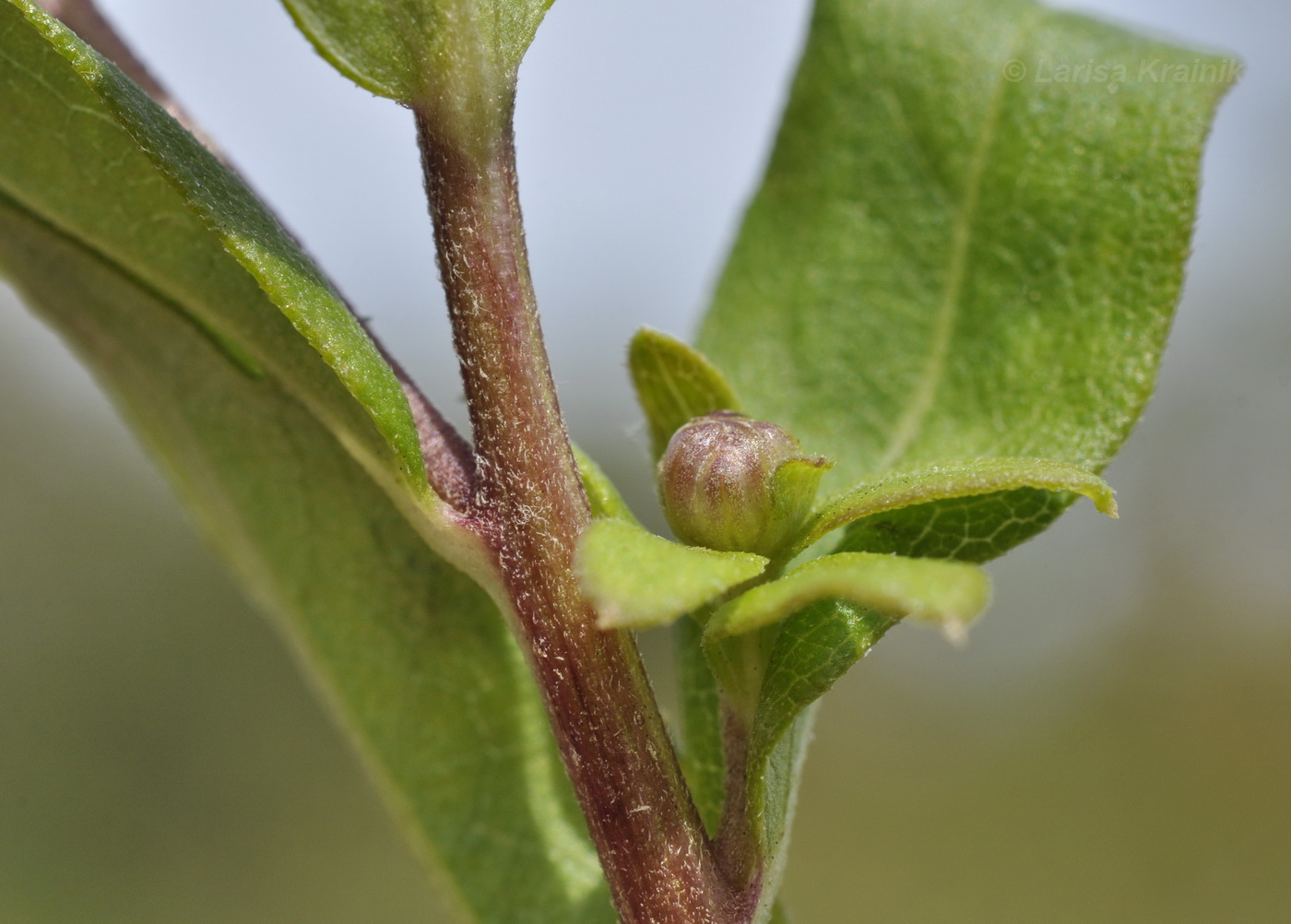 Image of Aster maackii specimen.