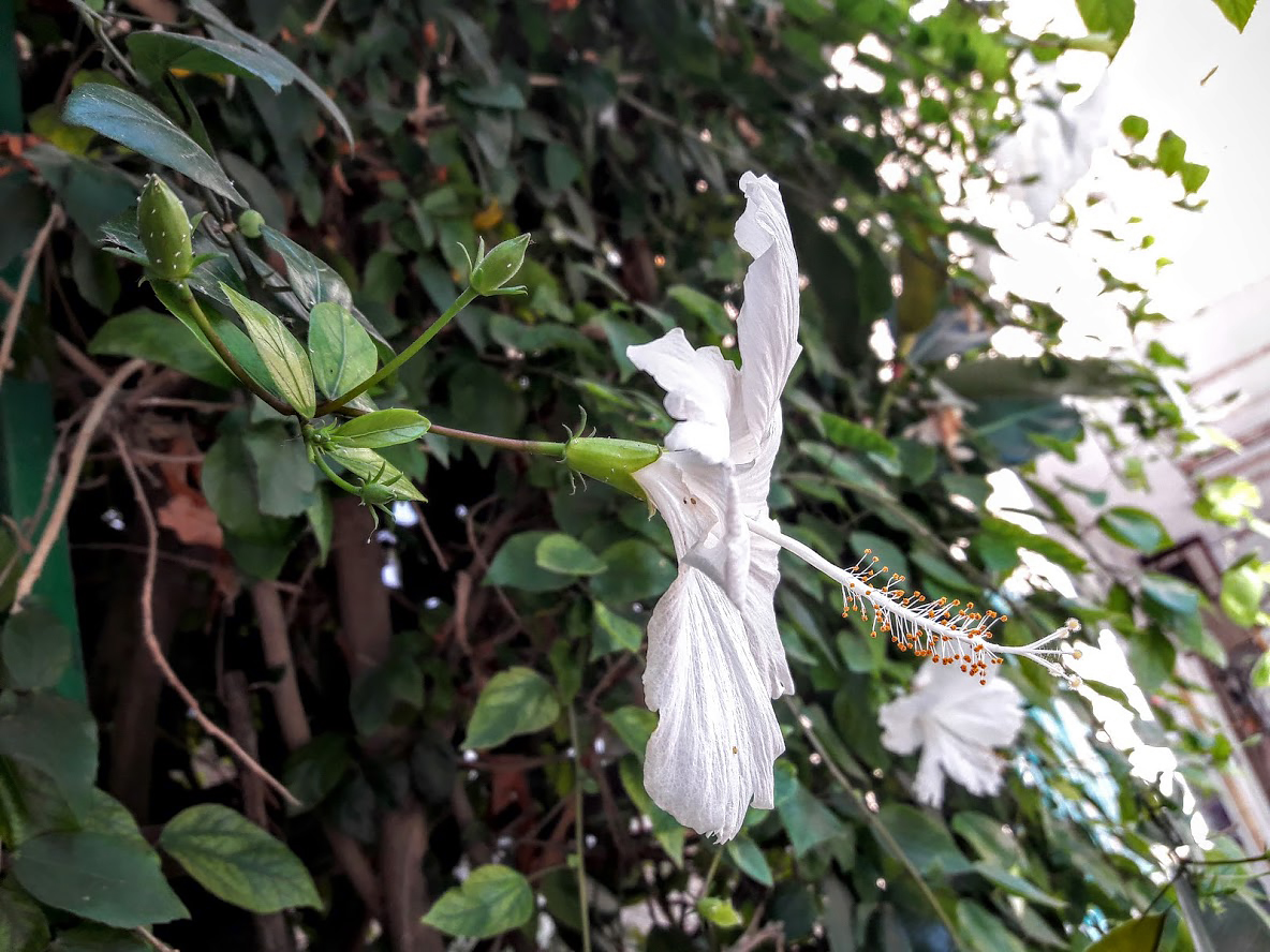 Image of Hibiscus rosa-sinensis specimen.