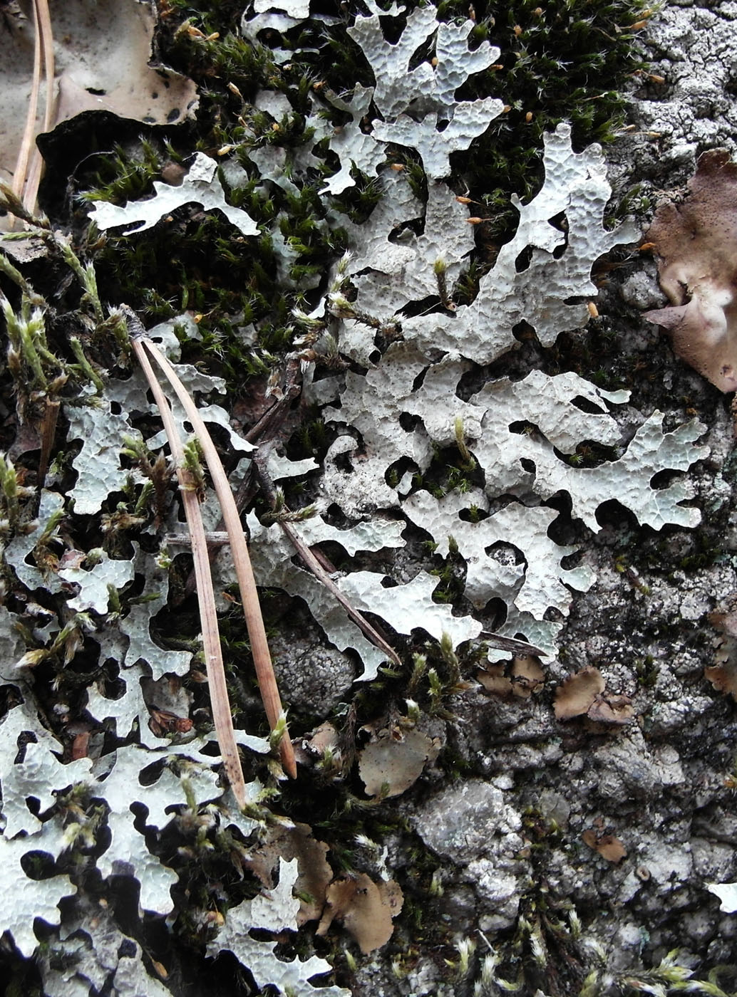 Image of Parmelia sulcata specimen.