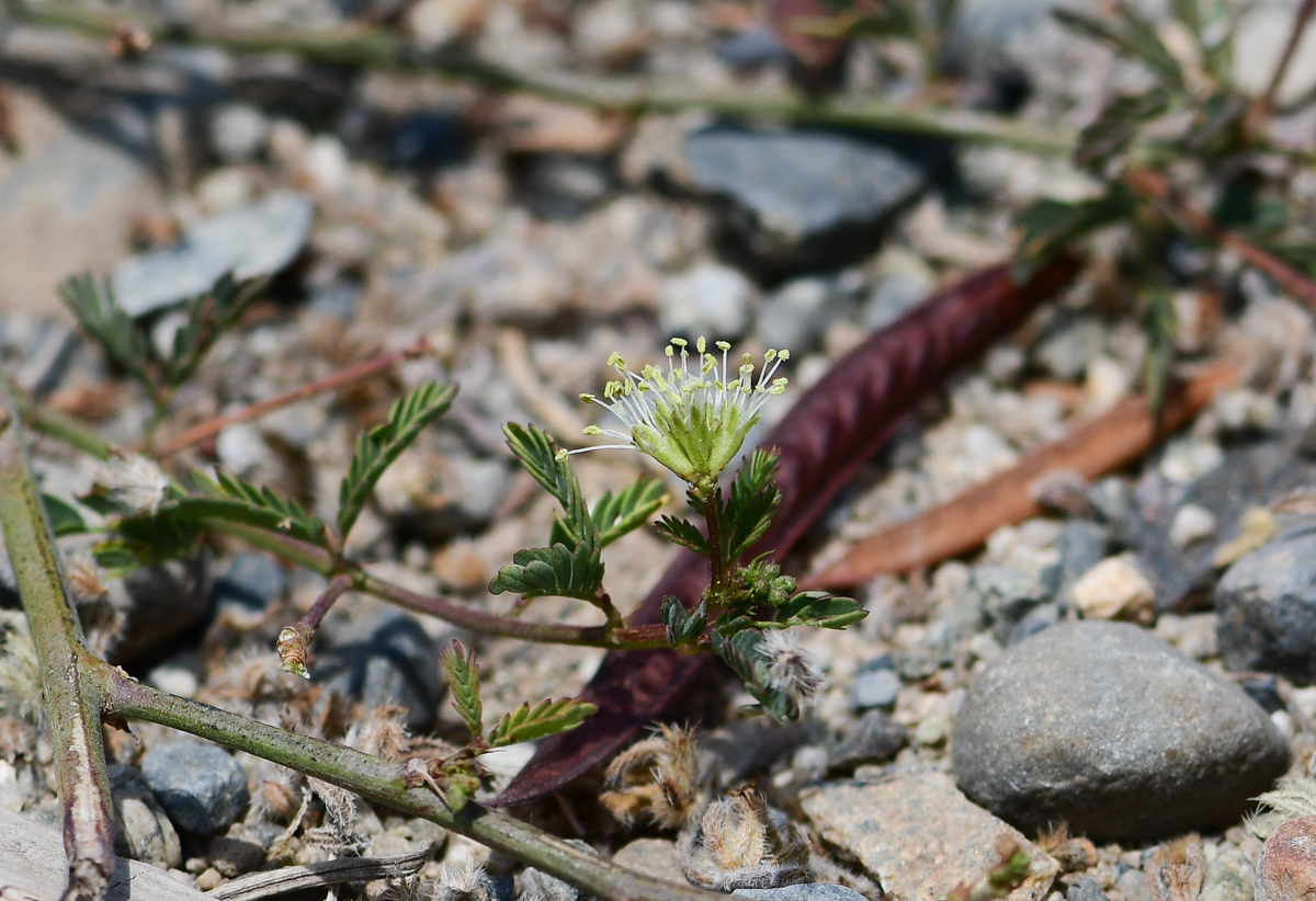 Image of Desmanthus virgatus specimen.