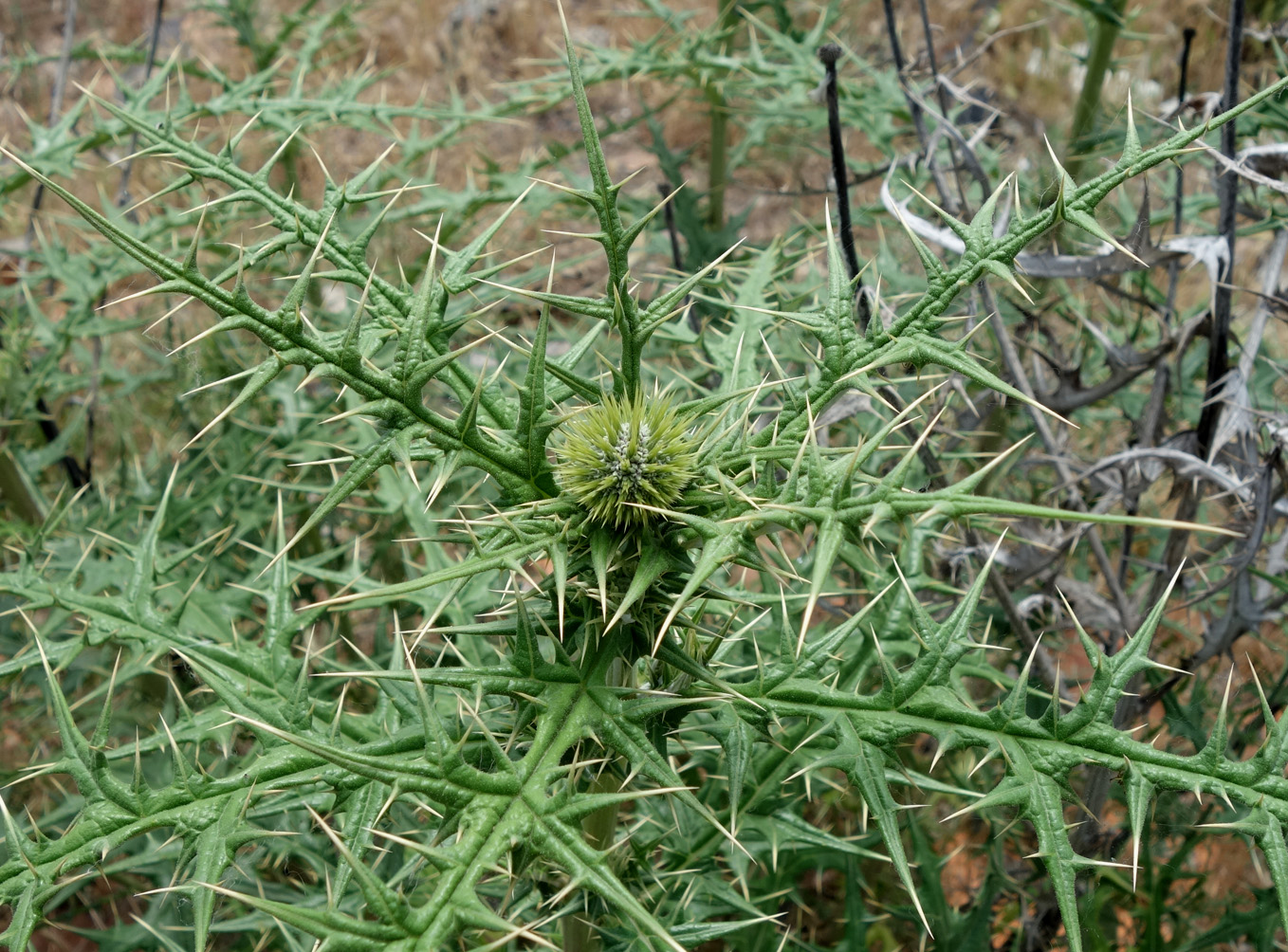 Изображение особи Echinops maracandicus.