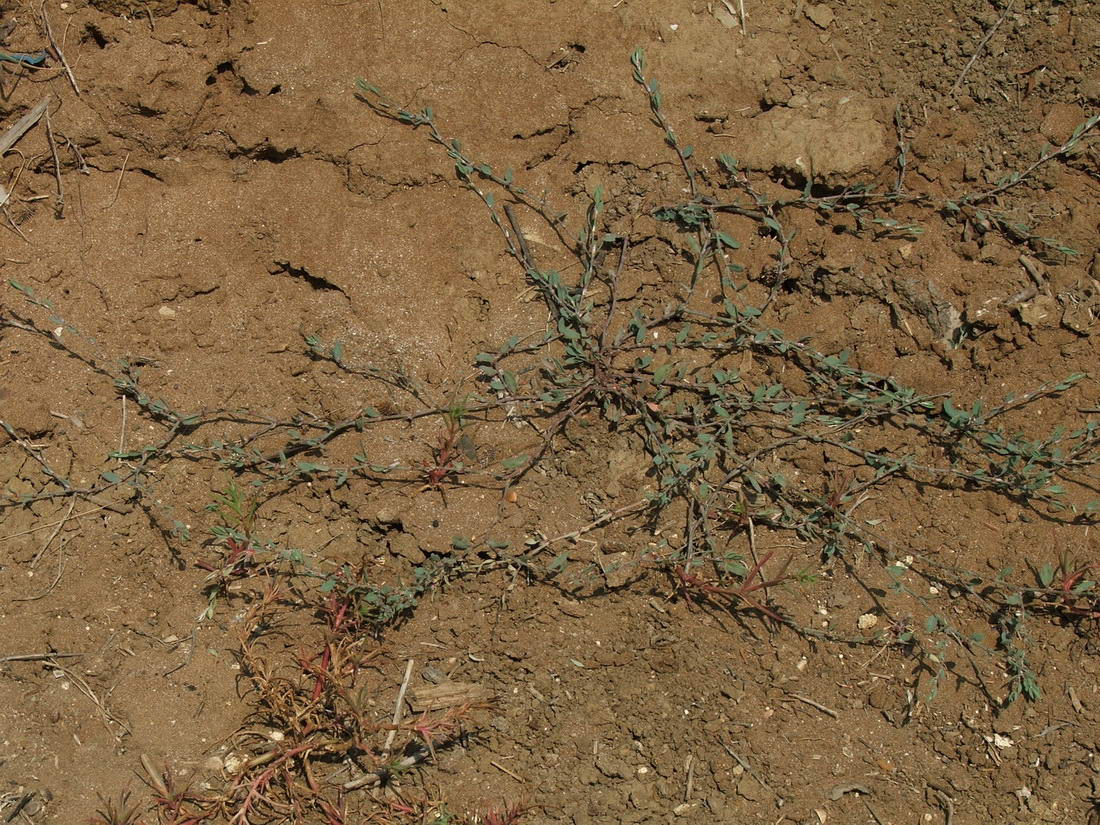 Image of Polygonum maritimum specimen.