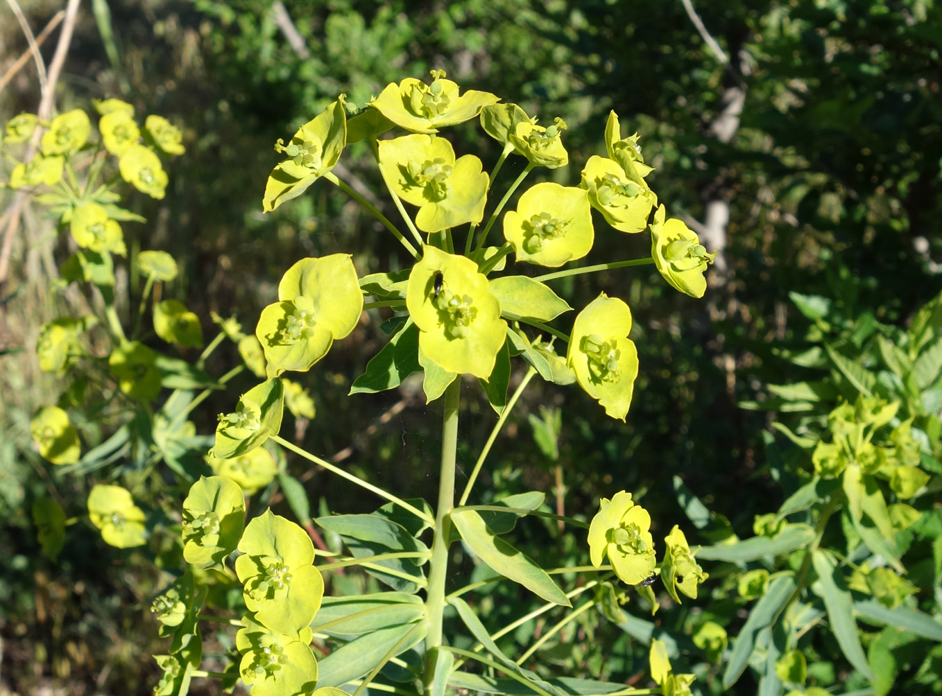 Image of Euphorbia glomerulans specimen.