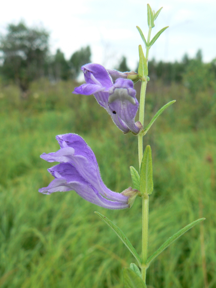 Image of Scutellaria ikonnikovii specimen.