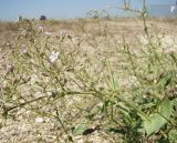 Gypsophila perfoliata