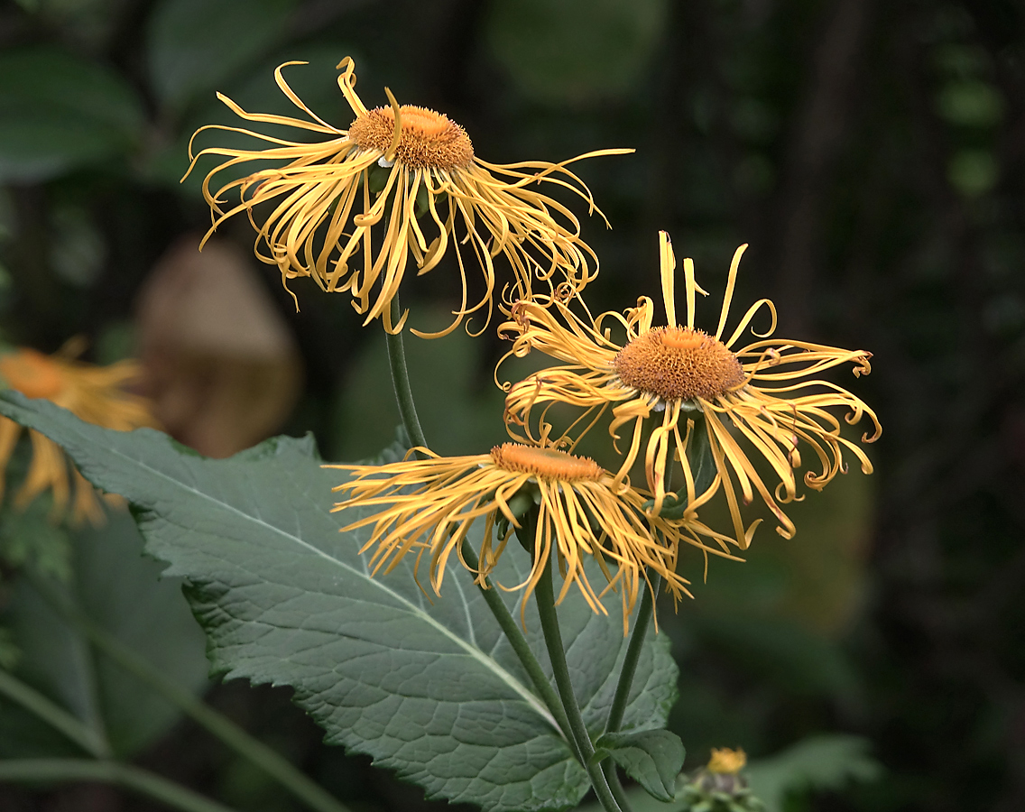 Image of Telekia speciosa specimen.